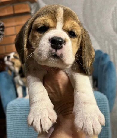 healthy-beagle-puppies-for-sale-raised-with-love-and-care-big-2