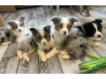 collie-puppies-for-sale-in-alabama-discover-your-new-best-friend-small-0