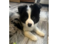 collie-puppies-for-sale-in-alabama-discover-your-new-best-friend-small-3