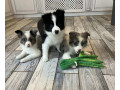 collie-puppies-for-sale-in-alabama-discover-your-new-best-friend-small-4