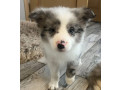 collie-puppies-for-sale-in-alabama-discover-your-new-best-friend-small-2