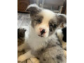 collie-puppies-for-sale-in-alabama-discover-your-new-best-friend-small-1