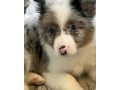 collie-puppies-for-sale-in-alabama-discover-your-new-best-friend-small-5