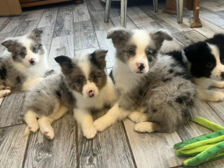 Collie Puppies for Sale in Alabama Discover Your New Best Friend!