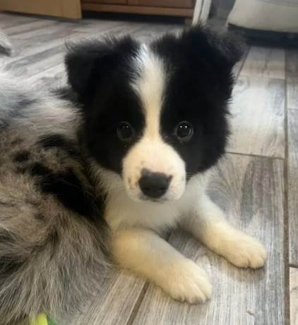 collie-puppies-for-sale-in-alabama-discover-your-new-best-friend-big-3