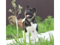 adorable-4-month-old-american-akita-girl-for-sale-small-0