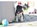 adorable-4-month-old-american-akita-girl-for-sale-small-3