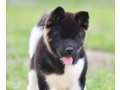 adorable-4-month-old-american-akita-girl-for-sale-small-5