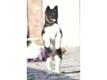 adorable-4-month-old-american-akita-girl-for-sale-small-1