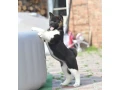 adorable-4-month-old-american-akita-girl-for-sale-small-7