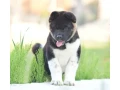 adorable-4-month-old-american-akita-girl-for-sale-small-4