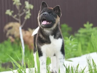 Adorable 4-Month-Old American Akita Girl for Sale!