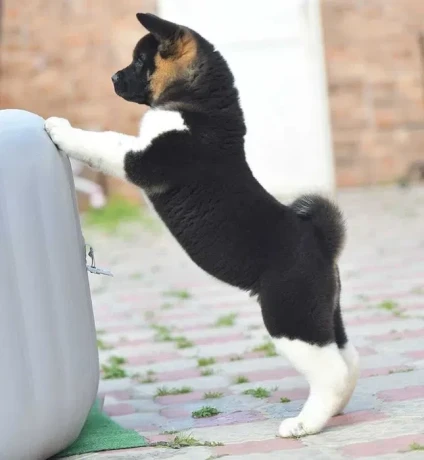 adorable-4-month-old-american-akita-girl-for-sale-big-6