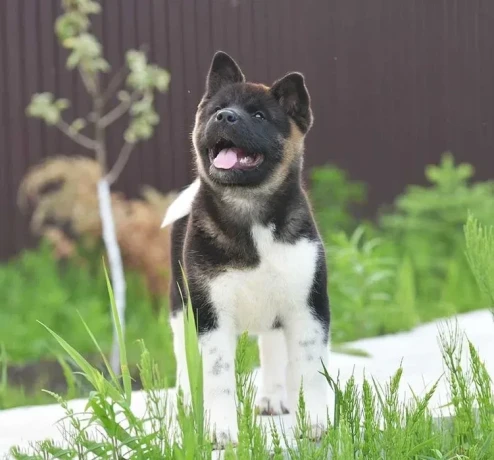 adorable-4-month-old-american-akita-girl-for-sale-big-0