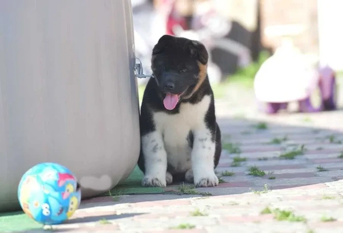 adorable-4-month-old-american-akita-girl-for-sale-big-3