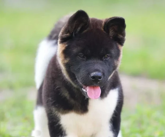 adorable-4-month-old-american-akita-girl-for-sale-big-5