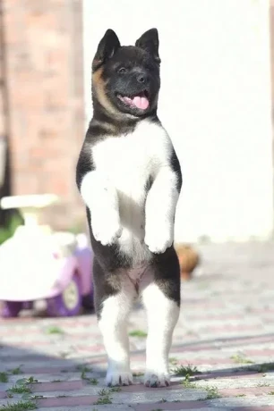 adorable-4-month-old-american-akita-girl-for-sale-big-1