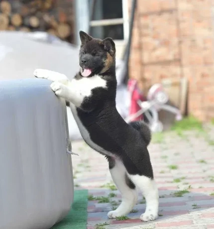 adorable-4-month-old-american-akita-girl-for-sale-big-7