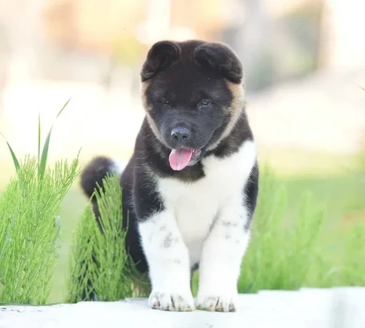 adorable-4-month-old-american-akita-girl-for-sale-big-4