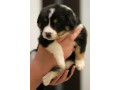 adorable-collie-puppies-for-sale-in-arizona-act-now-small-2