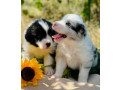 adorable-collie-puppies-for-sale-in-arizona-act-now-small-0