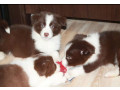 adorable-collie-puppies-for-sale-in-arizona-act-now-small-4