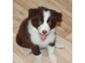 adorable-collie-puppies-for-sale-in-arizona-act-now-small-1