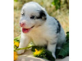 adorable-collie-puppies-for-sale-in-arizona-act-now-small-3