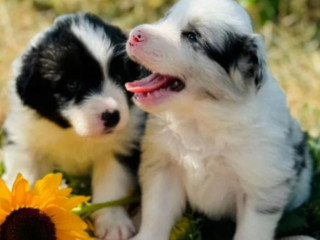 Adorable Collie Puppies for Sale in Arizona Act Now!