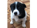 collie-puppies-for-sale-in-arkansas-perfect-family-pets-small-1