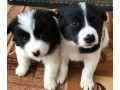 collie-puppies-for-sale-in-arkansas-perfect-family-pets-small-0