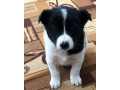 collie-puppies-for-sale-in-arkansas-perfect-family-pets-small-2