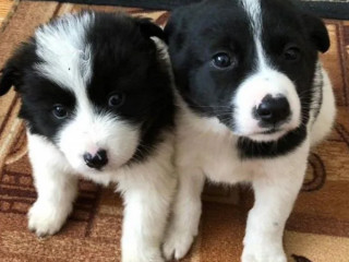 Collie Puppies for Sale in Arkansas Perfect Family Pets!