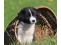 healthy-collie-puppies-for-sale-in-california-available-now-small-1