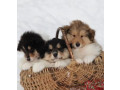 healthy-collie-puppies-for-sale-in-california-available-now-small-2