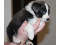 healthy-collie-puppies-for-sale-in-california-available-now-small-3