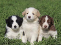 healthy-collie-puppies-for-sale-in-california-available-now-small-0