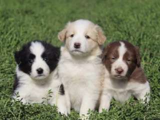 Healthy Collie Puppies for Sale in California Available Now!