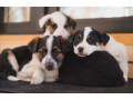 collie-puppies-for-sale-in-colorado-limited-availability-small-0