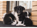 collie-puppies-for-sale-in-colorado-limited-availability-small-1