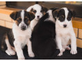 collie-puppies-for-sale-in-colorado-limited-availability-small-2