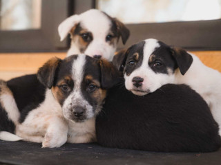 Collie Puppies for Sale in Colorado Limited Availability!