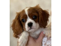 cavalier-king-charles-spaniel-puppies-for-sale-in-illinois-find-your-perfect-companion-small-4