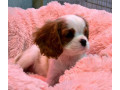 cavalier-king-charles-spaniel-puppies-for-sale-in-illinois-find-your-perfect-companion-small-3