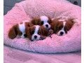 cavalier-king-charles-spaniel-puppies-for-sale-in-illinois-find-your-perfect-companion-small-0