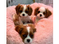 cavalier-king-charles-spaniel-puppies-for-sale-in-illinois-find-your-perfect-companion-small-1