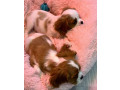 cavalier-king-charles-spaniel-puppies-for-sale-in-illinois-find-your-perfect-companion-small-2