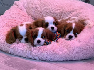 Cavalier King Charles Spaniel Puppies for Sale in Illinois Find Your Perfect Companion!