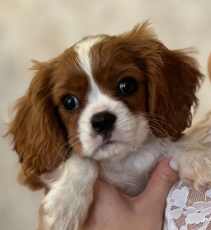 cavalier-king-charles-spaniel-puppies-for-sale-in-illinois-find-your-perfect-companion-big-4