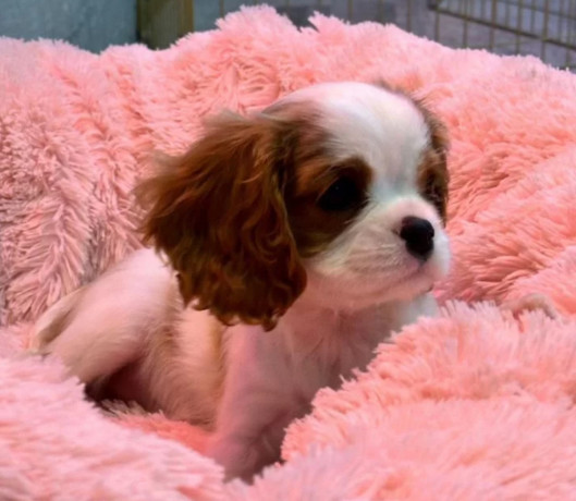 cavalier-king-charles-spaniel-puppies-for-sale-in-illinois-find-your-perfect-companion-big-3